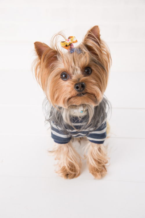 brown yorkshire terrier wearing an outfit